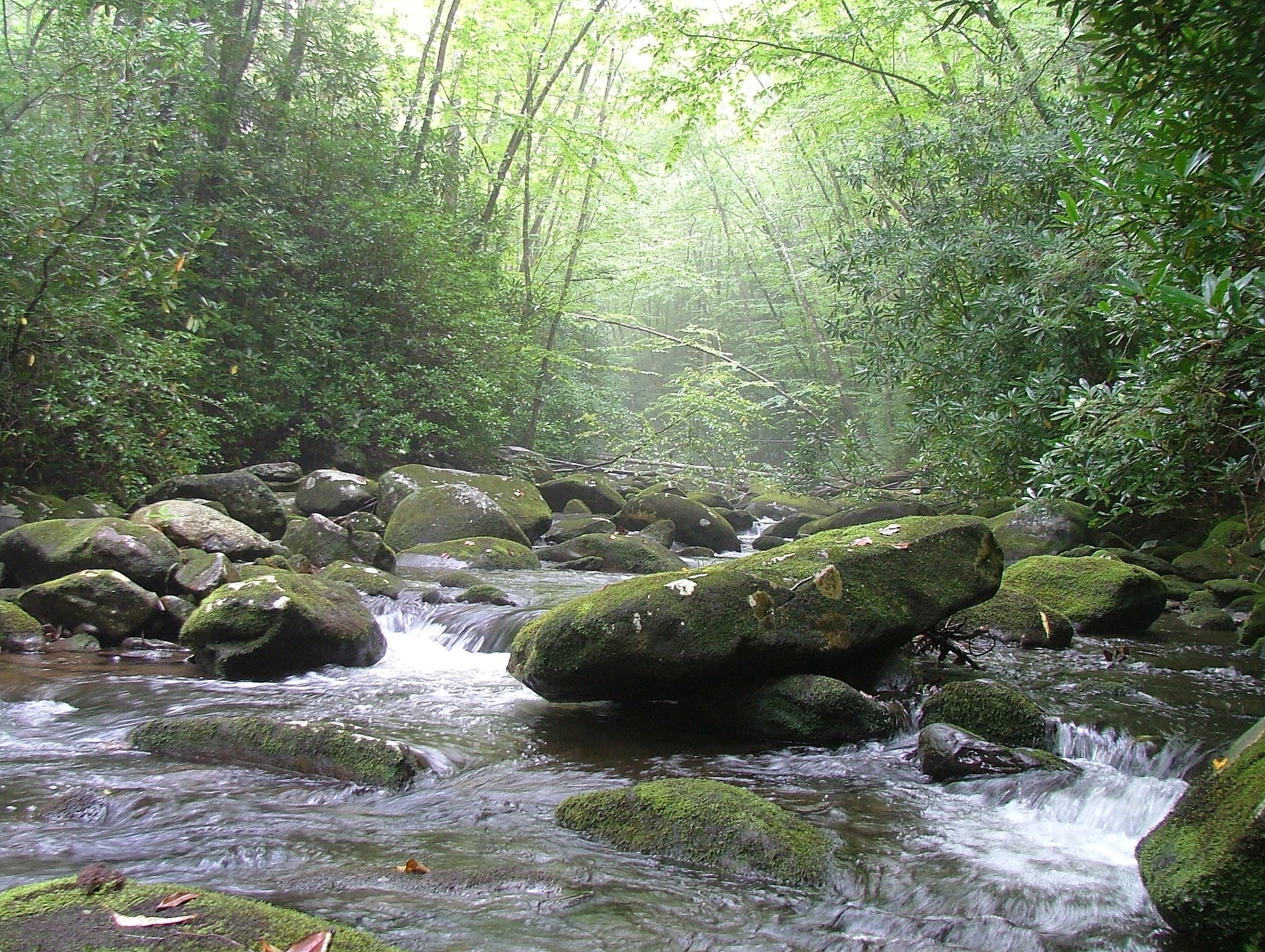 Cherokee National Forest, Stany Zjednoczone