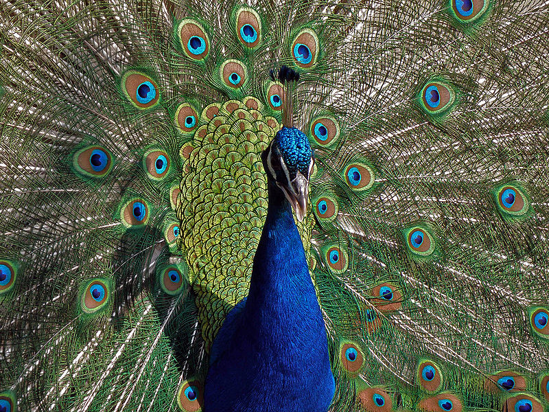 Parque zoológico y botánico Bararida