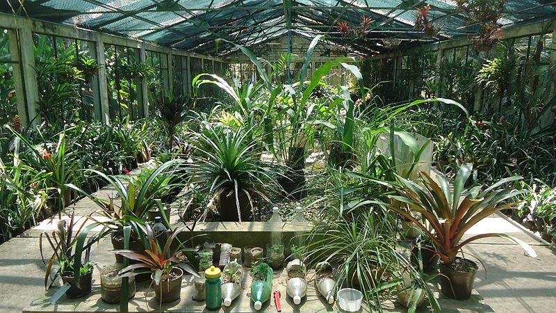 Caracas Botanical Garden