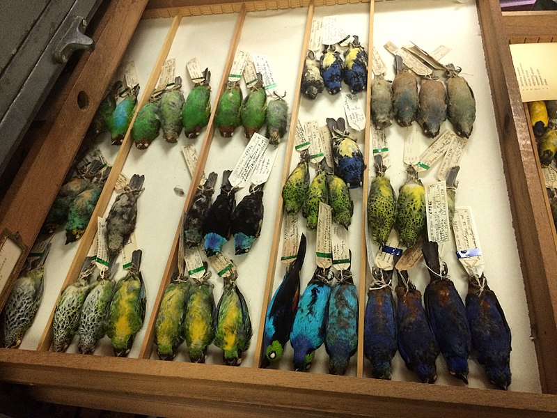 Colección Ornitológica William Phelps