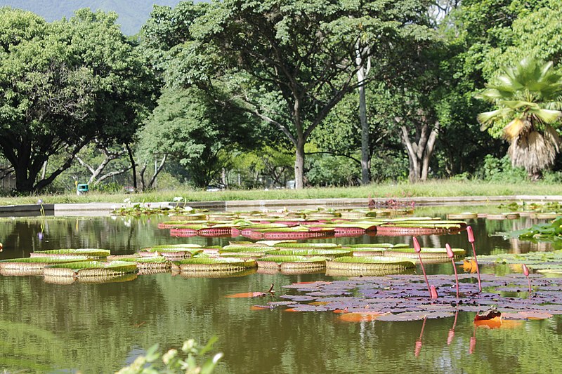 Jardín botánico de Caracas