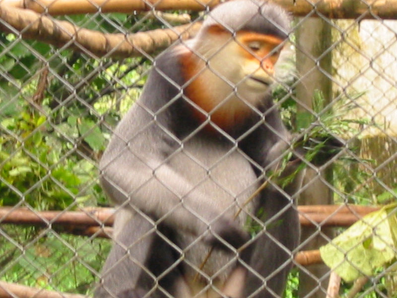 Parc national de Cuc Phuong