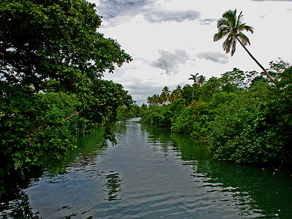 Vanuatu rain forests