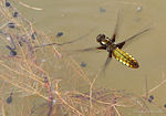 Libellula depressa