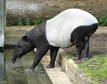 Schabrackentapir