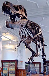 Specimens of Tyrannosaurus