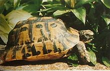 Common tortoise