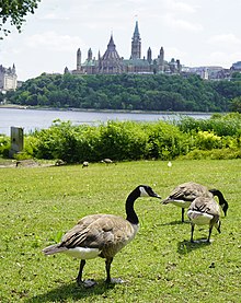 Canada goose