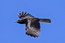 White-necked crow