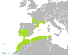 Mittelmeer-Laubfrosch