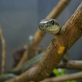 Japanese rat snake