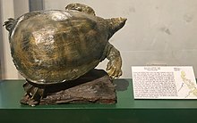 Cantor's giant softshell turtle