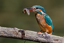 Alcedo atthis