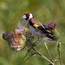 Carduelis carduelis