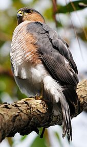 Sharp-shinned hawk