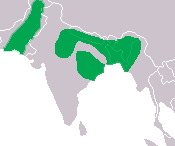 Gavial du Gange