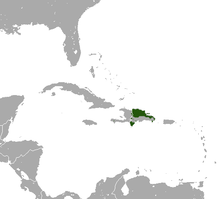 Dominikanischer Schlitzrüssler