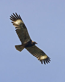 Black-breasted buzzard