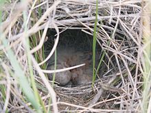 Sprague's pipit