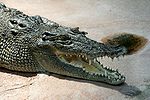 Crocodile marin