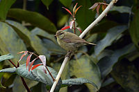 Greenish warbler