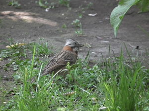 Rufous-collared sparrow