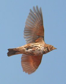 Turdus philomelos