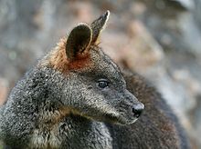 Swamp (Black, Black-tailed) Wallaby