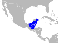 Guatemala-Brüllaffe