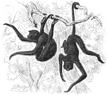 Singe-araignée commun