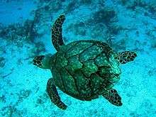 Hawksbill Turtle