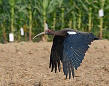 Ibis czarny