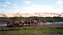 Wild Bactrian camel