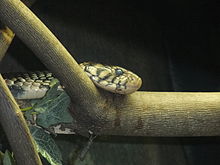 Forest cobra