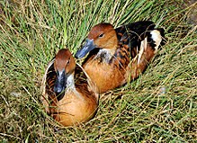 Dendrocygna bicolor