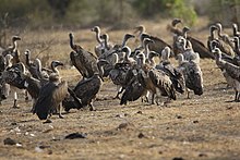 Indian vulture