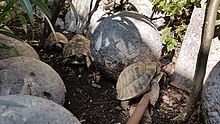 Hermann's tortoise