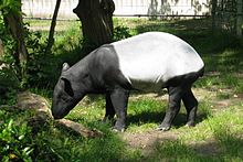 Schabrackentapir