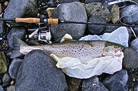 Brown trout