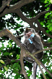 Crab-eating (Long-tailed) Macaque