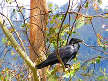 Forest raven