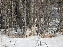 Canadian Lynx