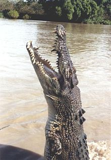 Crocodile marin