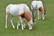 Scimitar oryx