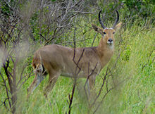 Southern reedbuck