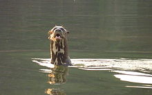 Giant otter