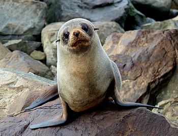 New Zealand (Southern) Fur Seal