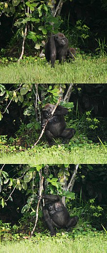 Gorille de l'Ouest