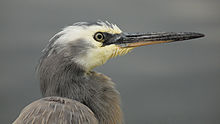 White-faced heron