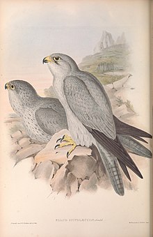 Grey falcon